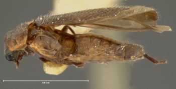 Media type: image;   Entomology 3393 Aspect: habitus lateral view